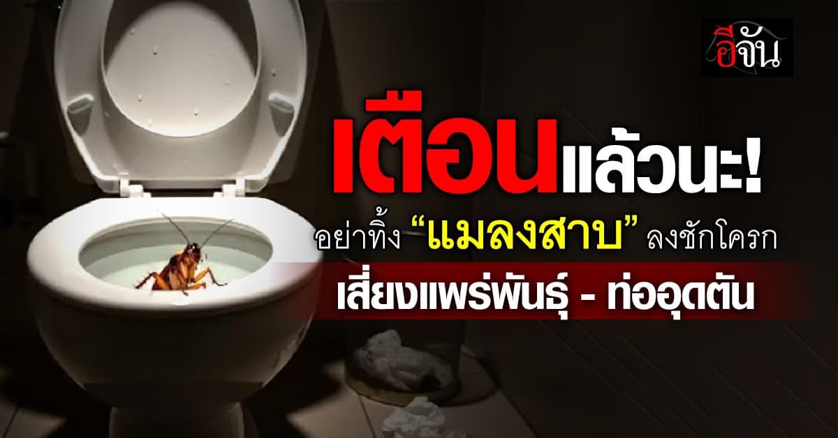 แพทย์ญี่ปุ่น เตือน! อย่าทิ้ง “แมลงสาบ” ลงชักโครก เสี่ยงผลกระทบหลายอย่าง