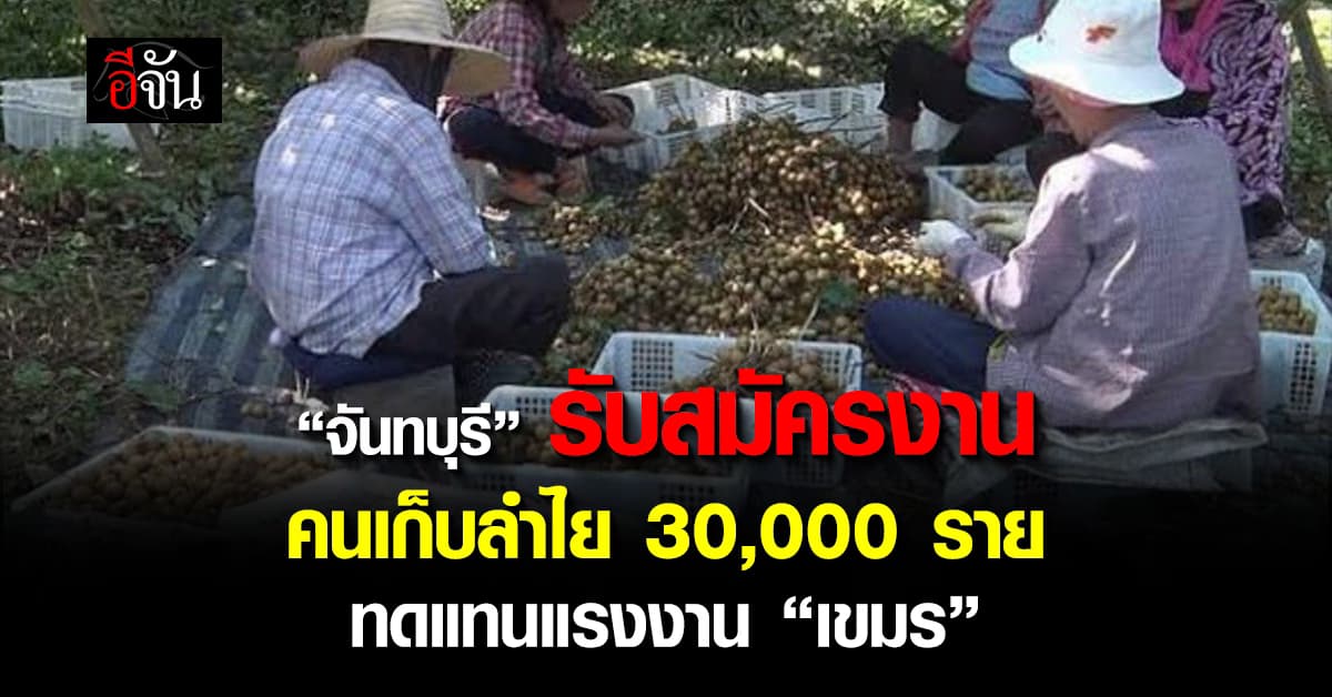 จันทบุรี รับคนเก็บลำไย 30,000 ราย ทดแทนแรงงาน “เขมร”