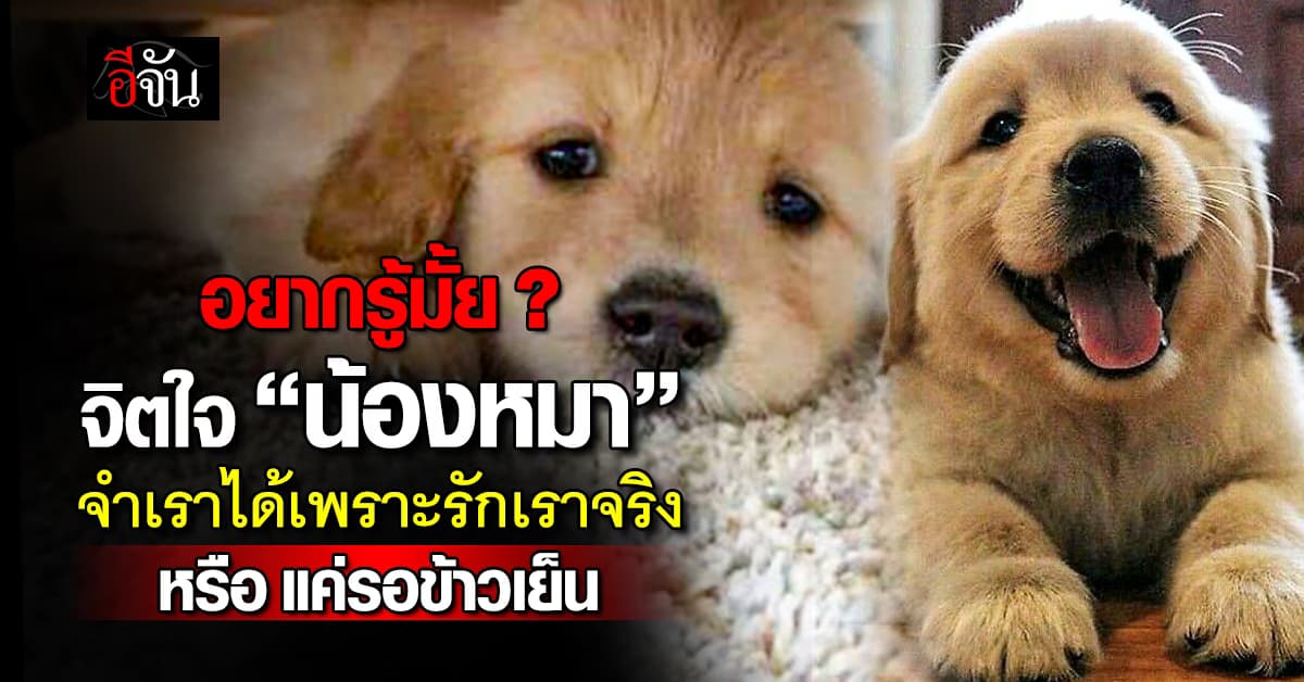 อยากรู้มั้ย? ในใจเเละในความคิด “น้องหมา” คิดอะไรอยู่