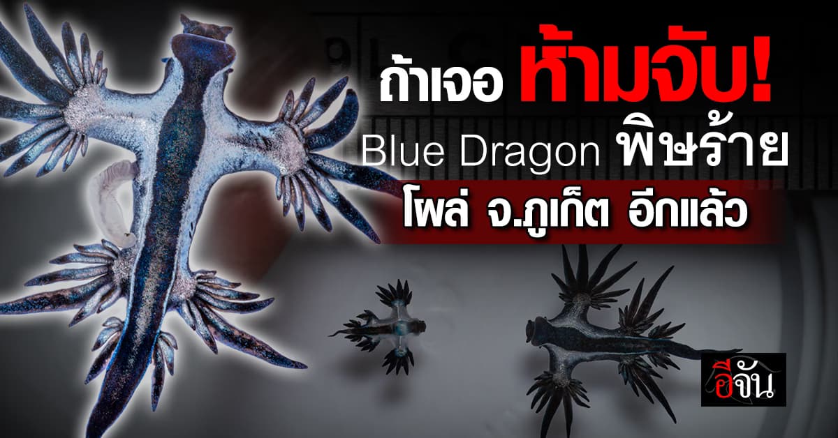 ถ้าเจอ ห้ามจับ! Blue Dragon พิษร้าย โผล่ จ.ภูเก็ต อีกแล้ว รอบนี้ตัวใหญ่กว่าเดิม 