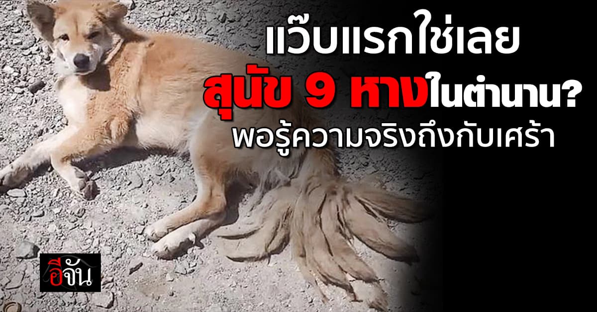 แว๊บแรกนึกว่า สุนัข 9 หางในตำนาน? พอรู้ความจริงถึงกับเศร้า 