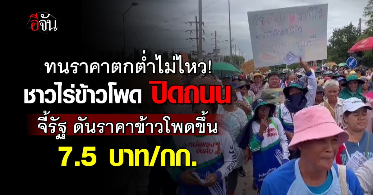 ชาวไร่ข้าวโพด จี้รัฐ! แก้ราคาข้าวโพดตกต่ำ ร้องขอราคาที่ 7.5 บาท/กก.