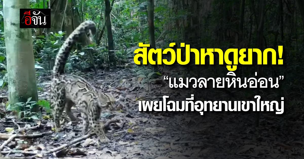 สัตว์ป่าหาดูยาก! “แมวลายหินอ่อน” เผยโฉมที่อุทยานแห่งชาติเขาใหญ่