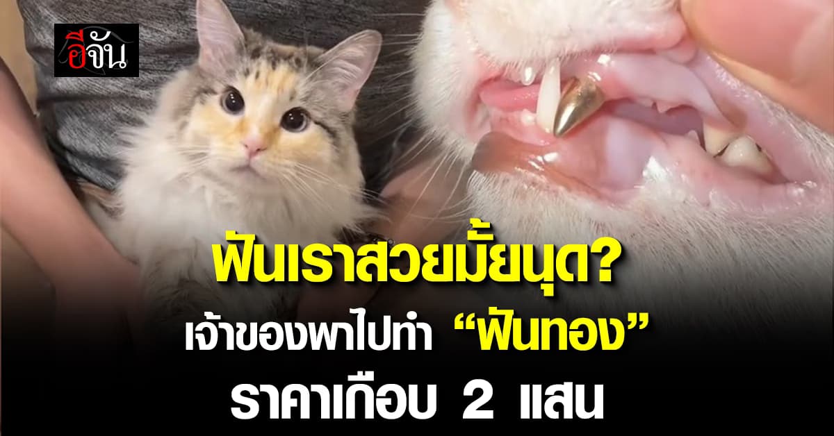 แห่แซว “แมวติดแกรม” ทำฟันตัวเองหัก เจ้าของพาไปทำฟันทอง ราคาเกือบ 2 แสนบาท 