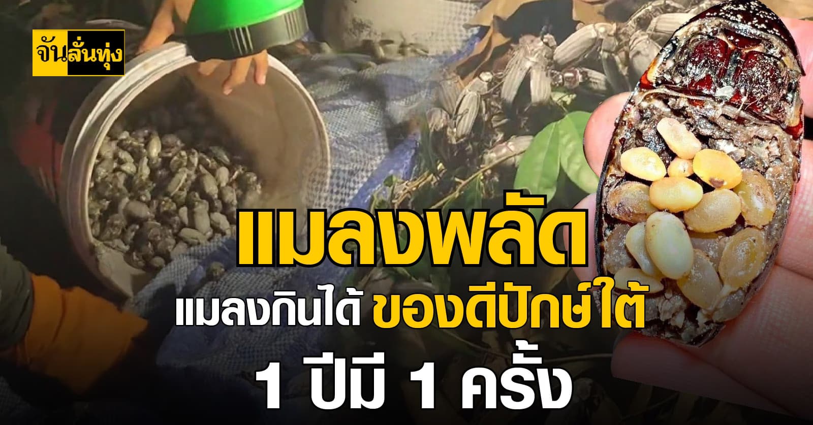 แมลงพลัด แมลงกินได้ ของดีปักษ์ใต้ 1 ปีมี 1 ครั้ง