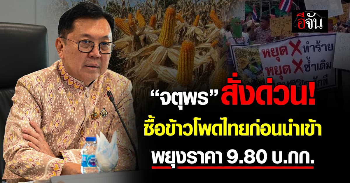 “จตุพร” สั่งด่วน! ซื้อข้าวโพดไทยก่อนนำเข้า พยุงราคา 9.80 บ./กก.