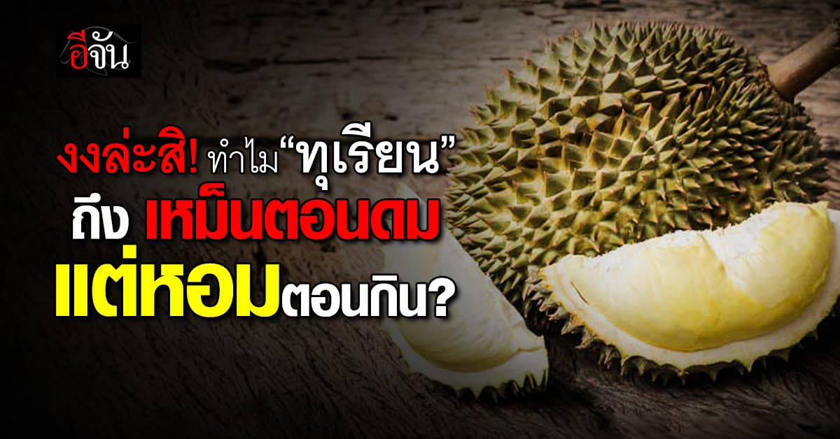 งงใช่มั้ย? ว่าทำไมผลไม้ “ทุเรียน” ตอนดมบ่นเหม็น แต่ตอนกินดันหอม    
