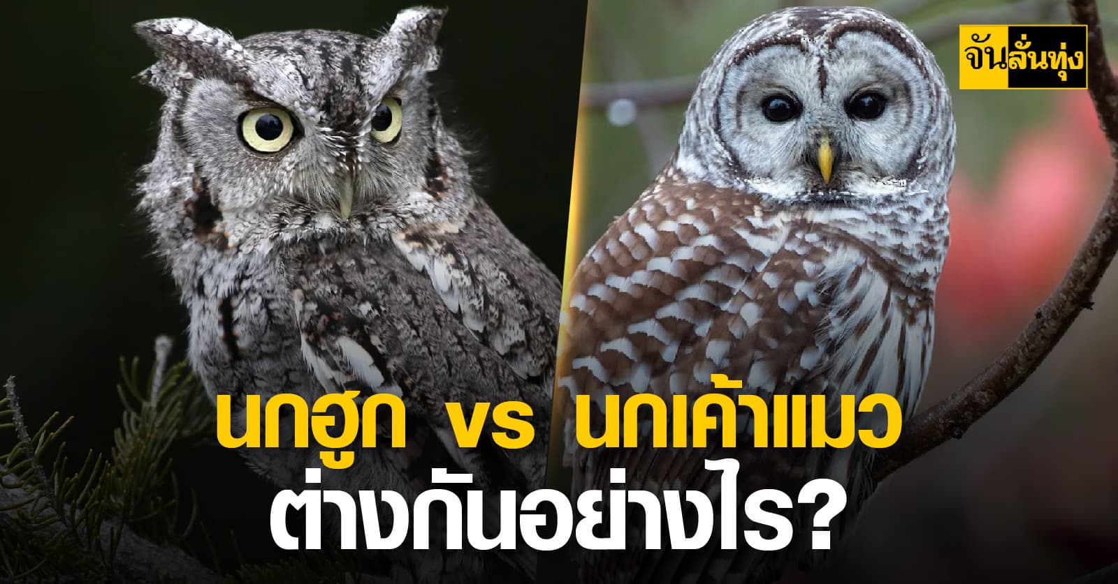เวลาพูดถึง “นกนักล่ายามค่ำคืน” หลายคนมักสงสัยว่า นกฮูกกับนกเค้าแมวคือสัตว์ชนิดเดียวกันหรือไม่?