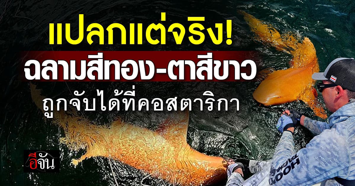 แปลกแต่จริง! ฉลามยักษ์สีส้มทอง-ตาสีขาว ถูกจับได้ที่คอสตาริกา
