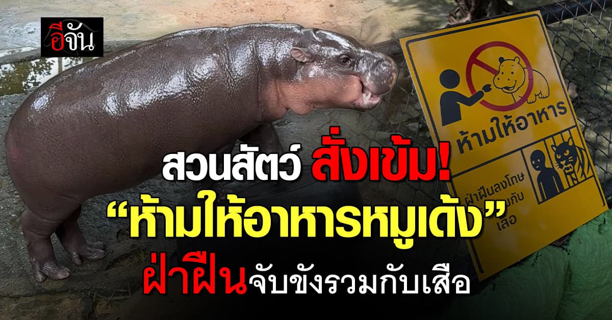 สวนสัตว์ สั่งเข้ม! “ห้ามให้อาหารหมูเด้ง” ฝ่าฝืนจับขังรวมกับเสือ