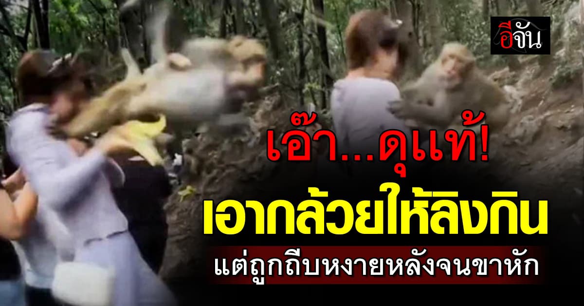 สาวจีนเจ็บตัว หลังป้อนอาหาร “ลิง” เเต่ดันโดนถีบเข้าเต็มๆ