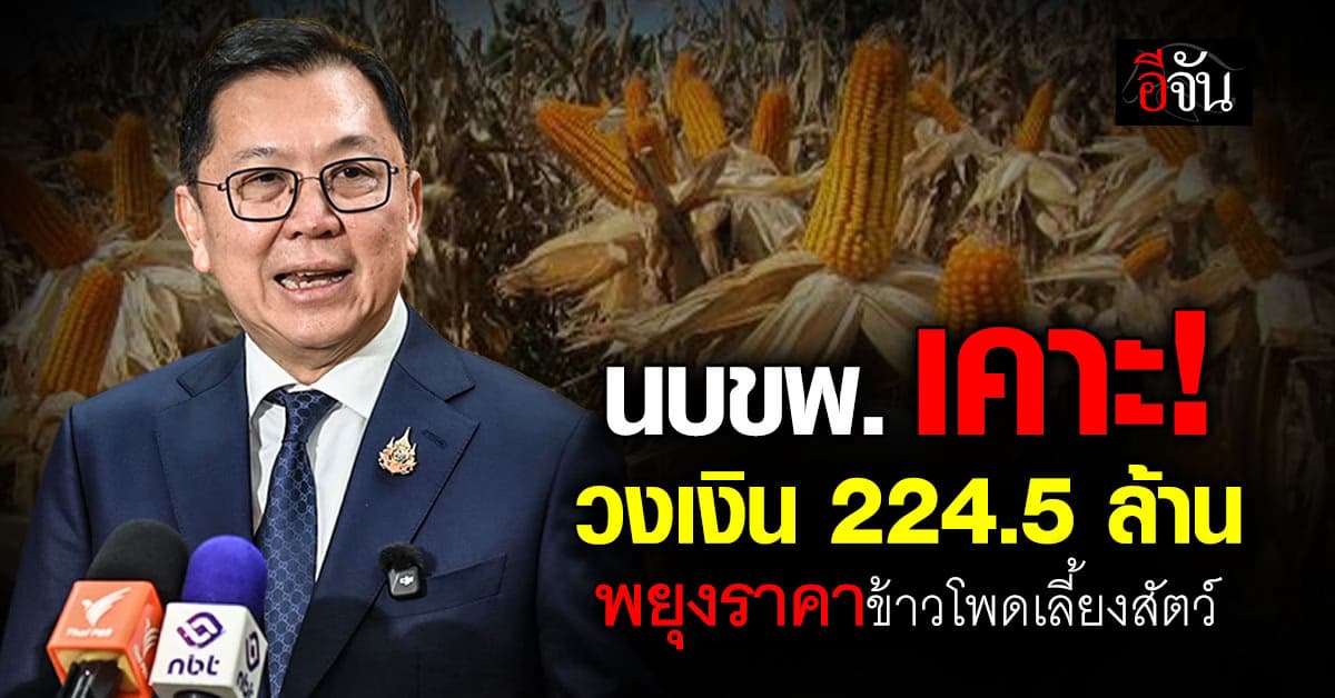นบขพ. เคาะ! วงเงิน 224.5 ล้าน พยุงราคาข้าวโพดเลี้ยงสัตว์