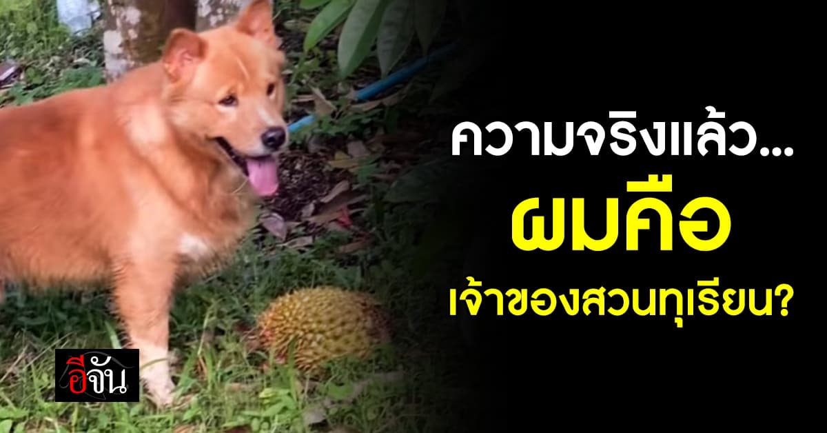 น่ารักจนเป็นไวรัล! เจ้าของสวนสี่ขา คอยวิ่งเก็บทุเรียน-คุมคนงาน