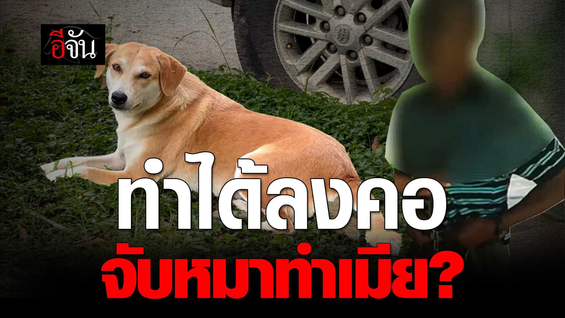 🎬 สะเทือนใจ! ลุงข้าราชการ วัย 59 ปี จับหมาทำเมีย