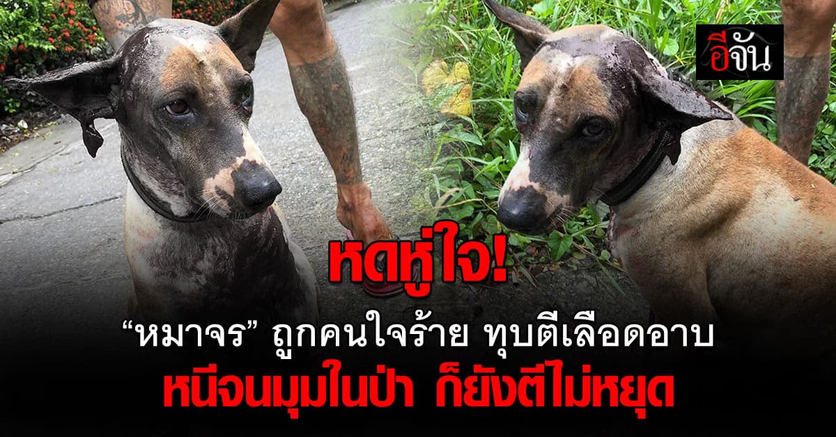 สลดใจ! “หมาจร” ถูกทุบตีเลือดอาบ คนใจดีออกตามหา “น้องหายใจรวยริน” 