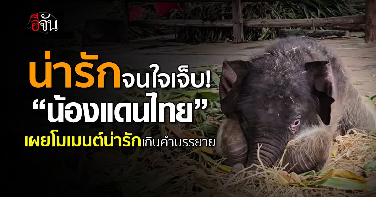 หนูลูก! “น้องแดนไทย” โชว์ความแสบแสนซนจนใจเจ็บ 