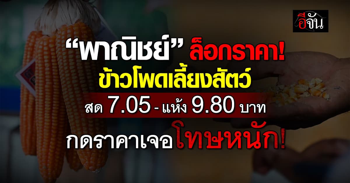 ”พาณิชย์“ เคาะ! ราคารับซื้อข้าวโพดเลี้ยงสัตว์ 7.05-9.80 บาท