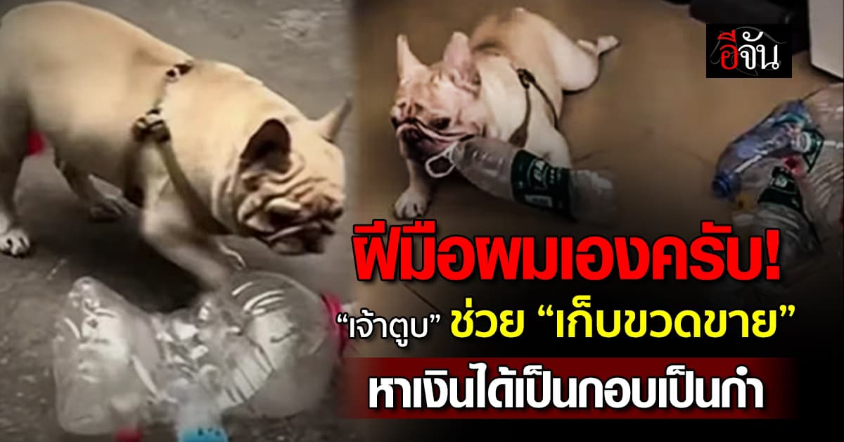 เก่งจังเลย! “เจ้าตูบ” รับจ๊อบหารายได้เสริมช่วย “เก็บขวดขาย”  