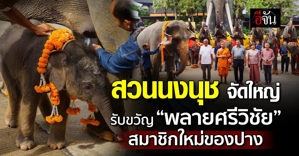 สวนนงนุชพัทยา จัดพิธีรับขวัญ “พลายศรีวิชัย” ช้างน้อยเชือกใหม่ของปางช้าง