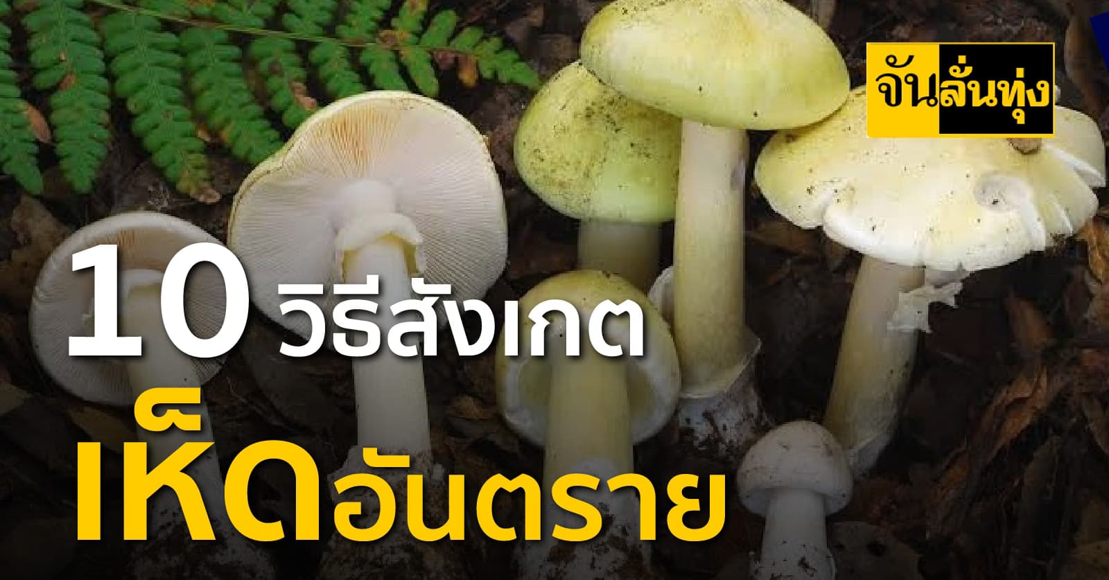 เห็ดมีพิษดูยังไง! 10 วิธีสังเกตเห็ดอันตราย