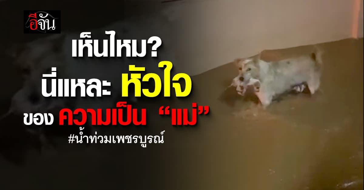 หัวใจของ “แม่” ท่ามกลางวิกฤต แม่หมาคาบลูกหนีตายน้ำท่วม