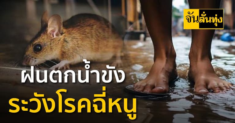 ฝนตกนํ้าขัง ระวังโรคฉี่หนู