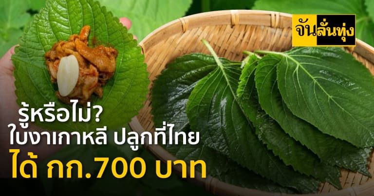 รู้หรือไม่? ใบงาเกาหลี ปลูกที่ไทยได้ กก.700