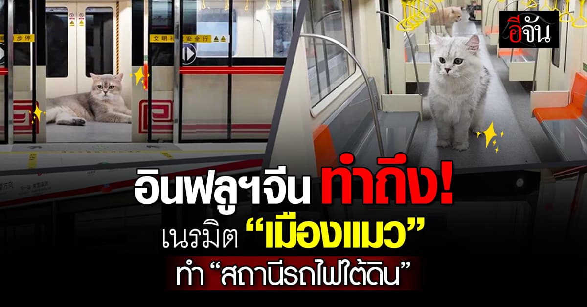 เหมียวเฮ! อินฟลูฯจีน สร้างเมืองให้ ”แมว”ทุกอย่างใช้งานได้จริง