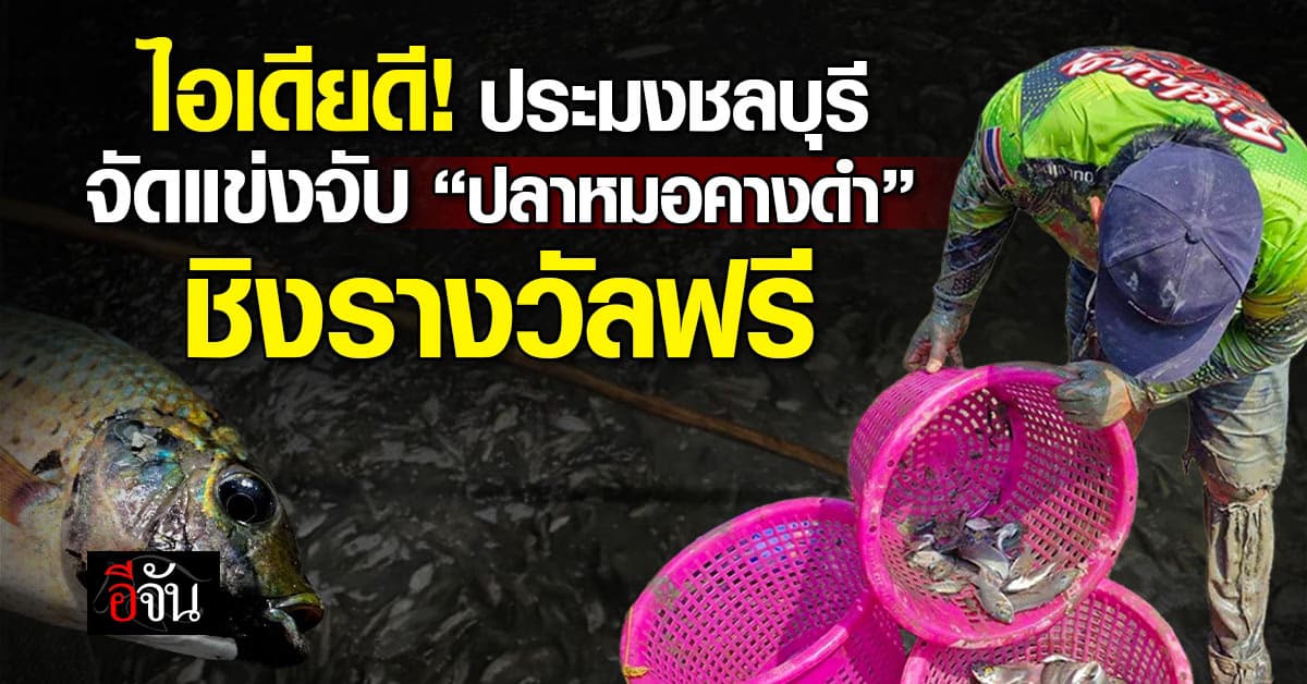 ไอเดียดี! สำนักงานประมง จ.ชลบุรี จัดแข่งขัน “จับปลาหมอคางดำ” ชิงรางวัลฟรี