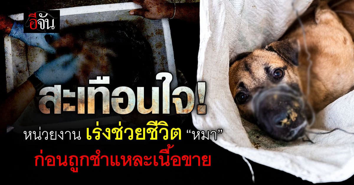 สะเทือนใจ! หน่วยงานเร่งเข้าช่วยชีวิต “หมา” กำลังจะถูกชำแหละเนื้อขาย 