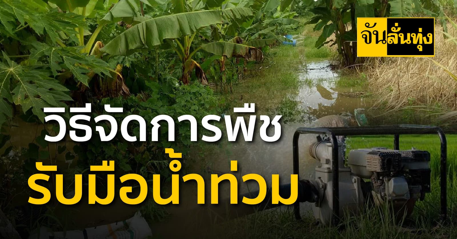 แนวทางการจัดการพืชเพื่อรับมือสภาพน้ำท่วมทุกปี