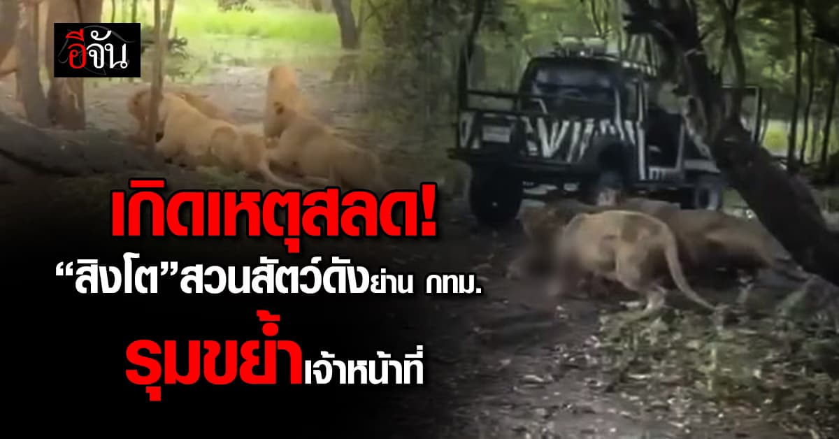 สลด! เจ้าหน้าที่ให้อาหารแล้วโดน สิงโต 5 ตัวขย้ำจนเสียชีวิต 