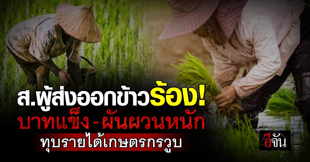 ส.ผู้ส่งออกข้าวร้อง! บาทแข็ง-ผันผวนหนัก ทุบรายได้เกษตรกรวูบ