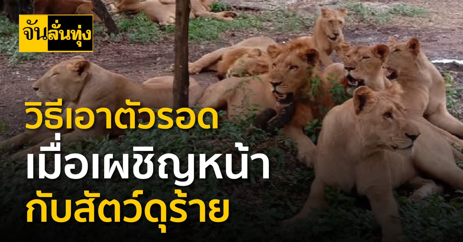 วิธีเอาตัวรอด เมื่อต้องเผชิญหน้ากับสัตว์ดุร้าย
