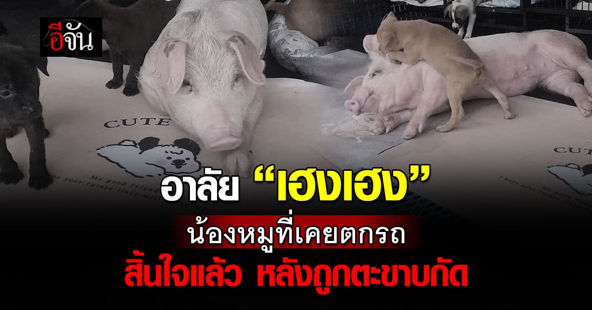อาลัย “เฮงเฮง” หมูที่เคยตกรถ วันนี้น้องเสียชีวิตแล้ว 