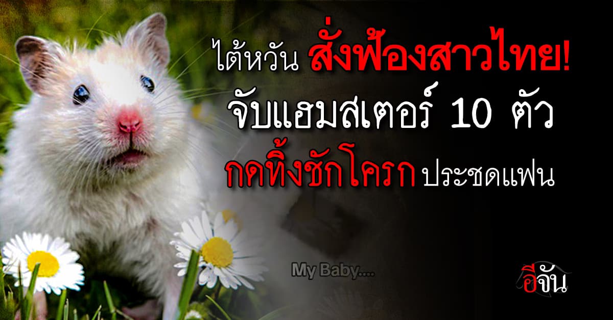 ไต้หวัน สั่งฟ้องสาวไทย! จับแฮมสเตอร์ 10 ตัว กดทิ้งชักโครก ประชดแฟน 
