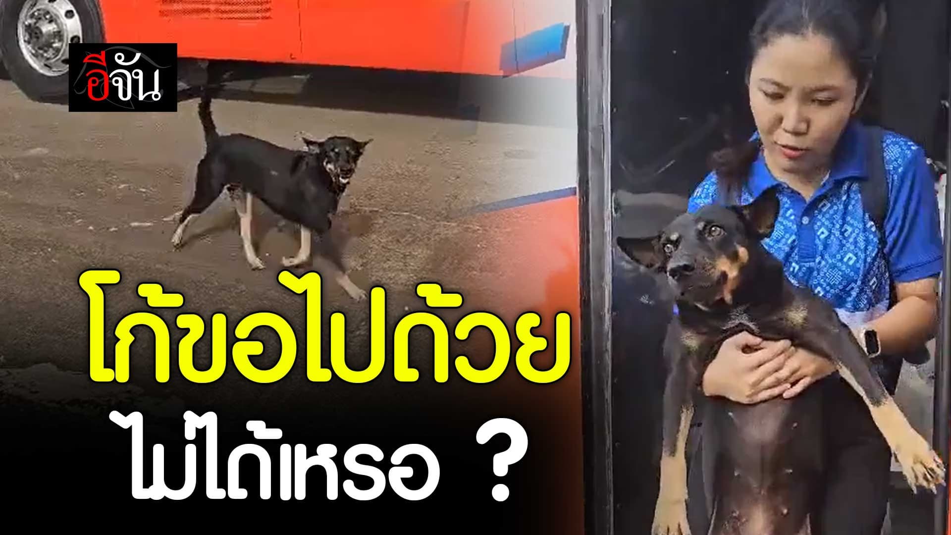 🎬 เห็นเพื่อนไปทัศนศึกษา โกโก้ก็อยากไปด้วย