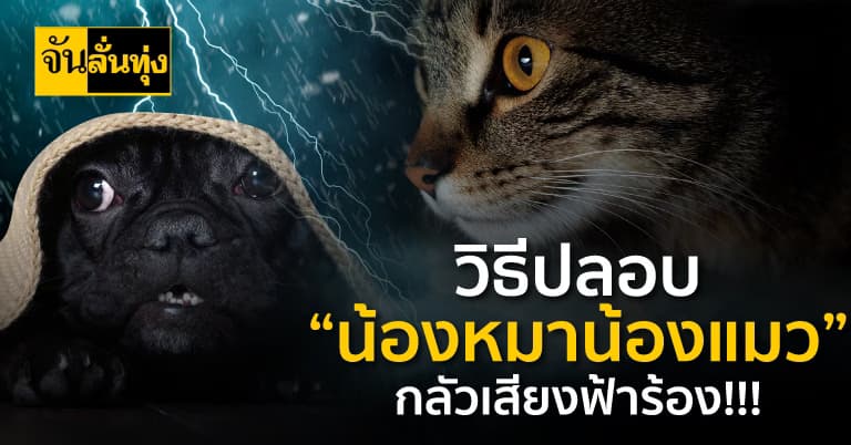 วิธีปลอบ “น้องหมาน้องแมว” กลัวเสียงฟ้าร้อง!!!