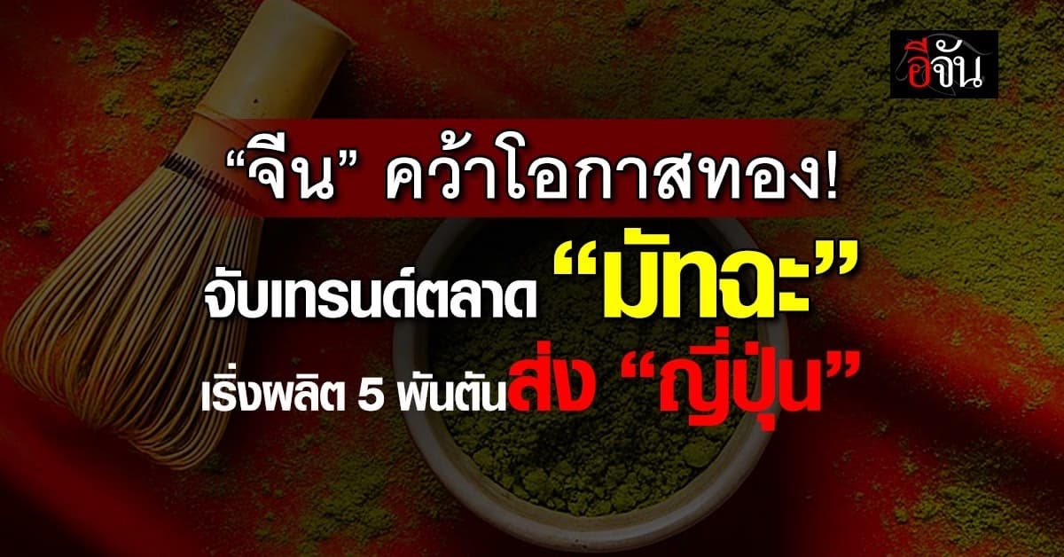จีนคว้าโอกาส! จับเทรนด์ตลาด “มัตจะ” เริ่งผลิต 5,00 ตัน ส่งญี่ปุ่น