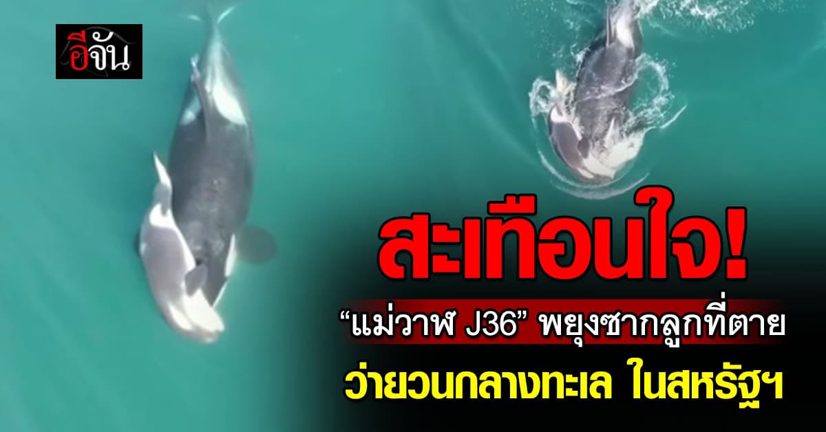 “แม่วาฬ J36” พยุงซากลูกที่ตายคาสายสะดือ ว่ายวนกลางทะเลหวังให้ฟื้นคืนชีพ 