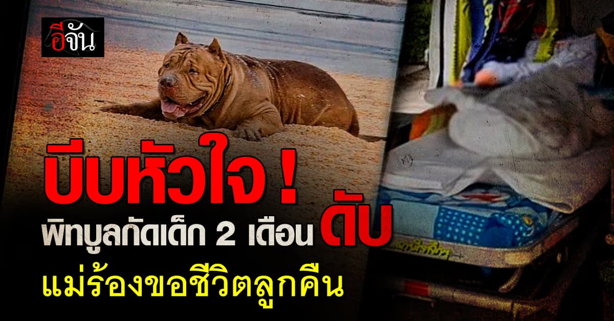 แม่ขอชีวิตลูกคืน หลังพิทบูลขย้ำ ต่อหน้าต่อตา