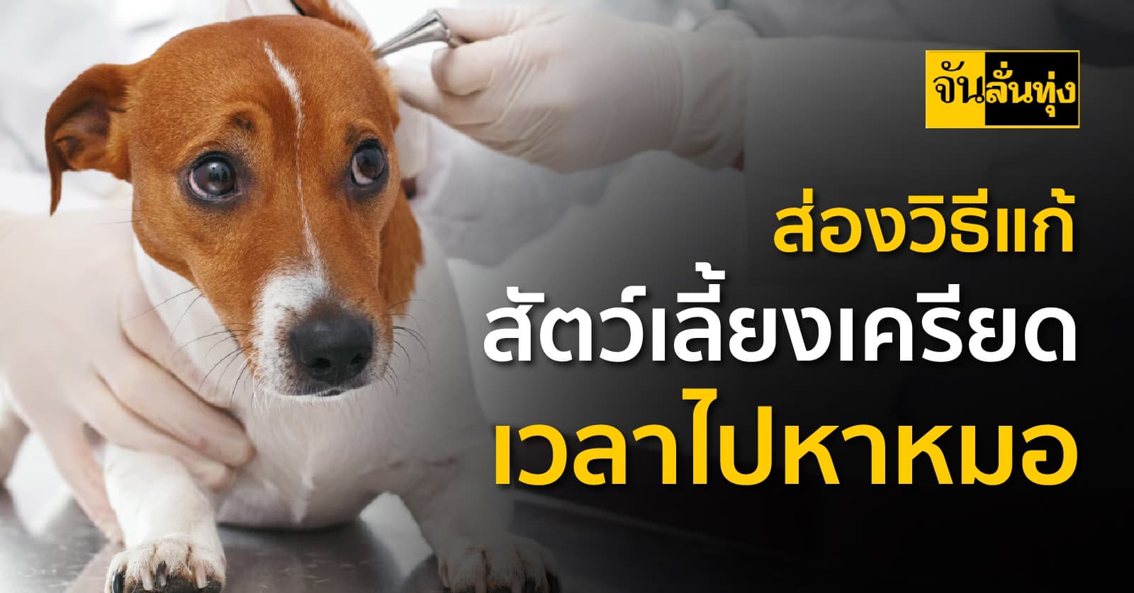 ส่องวิธีแก้สัตว์เลี้ยงเครียด เวลาไปหาหมอ