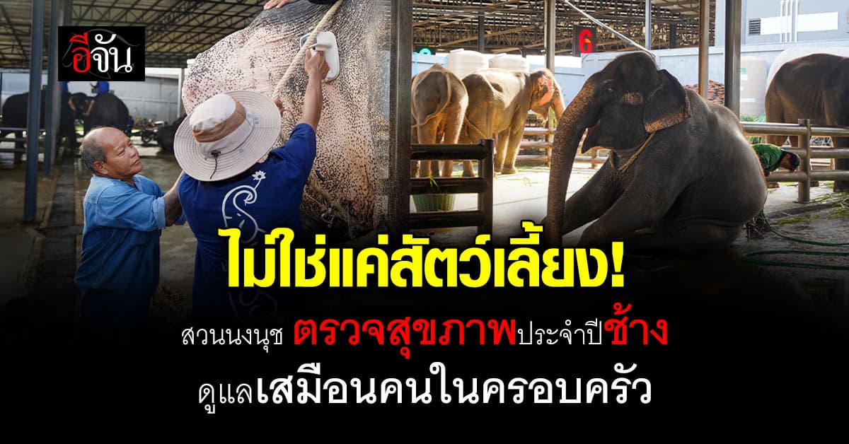 ไม่ใช่แค่สัตว์เลี้ยง! สวนนงนุชตรวจสุขภาพประจำปีช้าง ดูแลเสมือนคนในครอบครัว