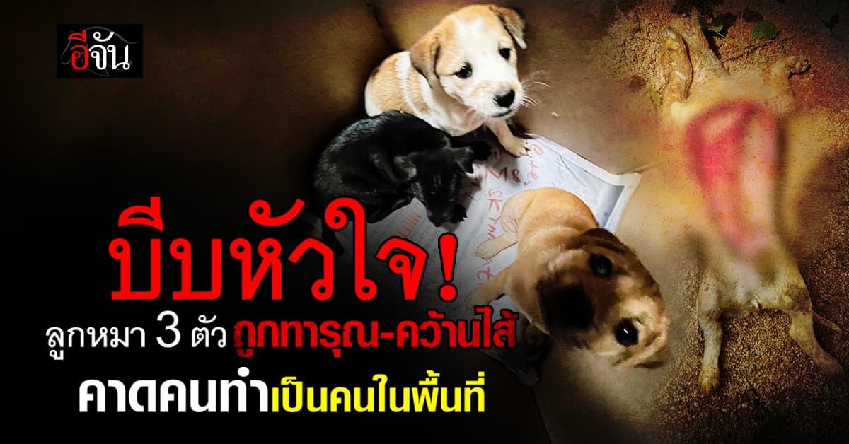 บีบหัวใจ! ลูกหมา 3 ตัว ถูกทารุณ-คว้านเครื่องในออก  