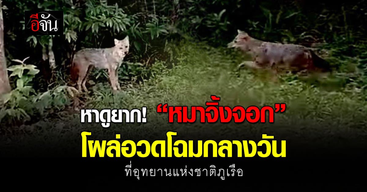หาดูยาก! “หมาจิ้งจอก” โผล่อวดโฉมกลางวัน ที่ อุทยานแห่งชาติภูเรือ