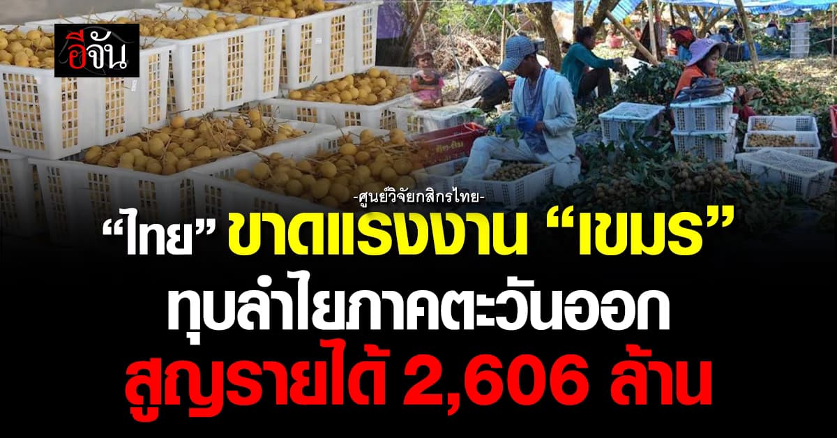 ไทยขาดแรงงาน “กัมพูชา” ทุบลำไยภาคตะวันออก สูญรายได้ 2,606 ล้าน
