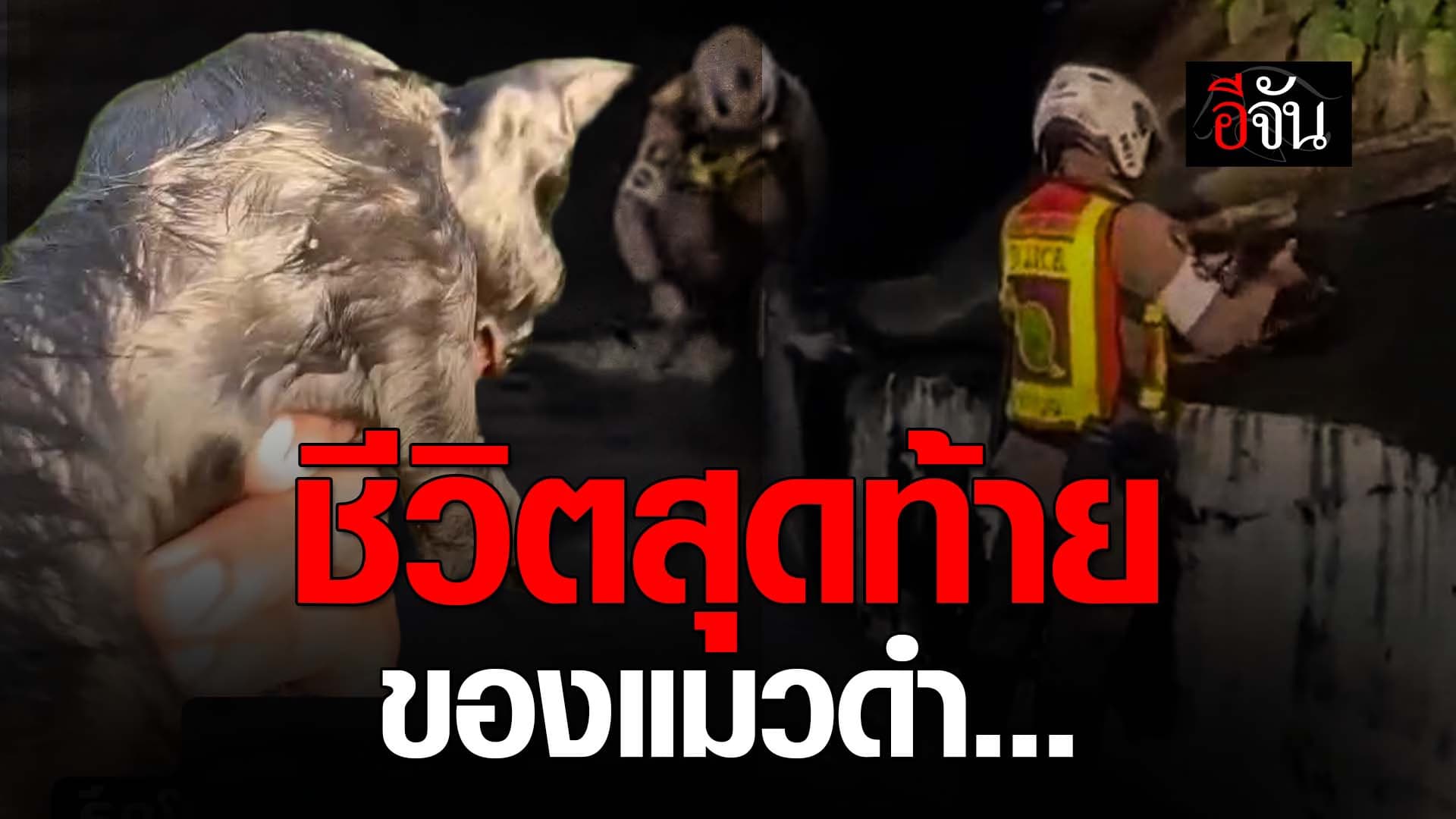 🎬 ชีวิตสุดท้าย ของแมวดำ