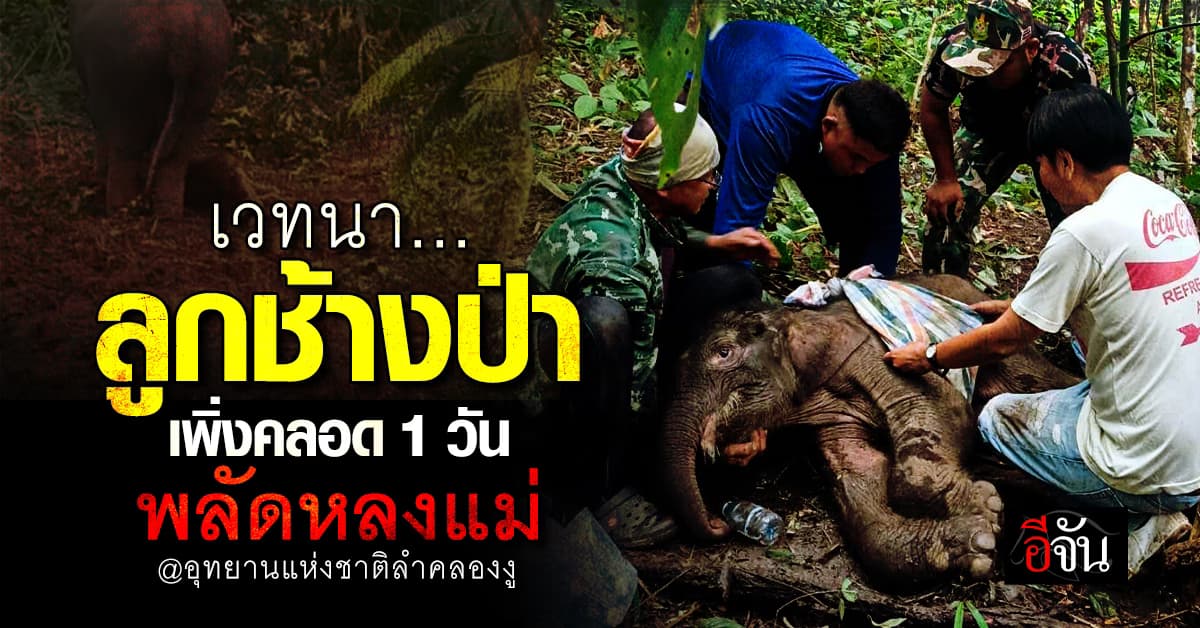 ขอให้ปลอดภัย… เจ้าหน้าที่เร่งช่วยลูกช้างป่าแรกคลอด พลัดหลงแม่ พบ บาดเจ็บ สภาพอิดโรย