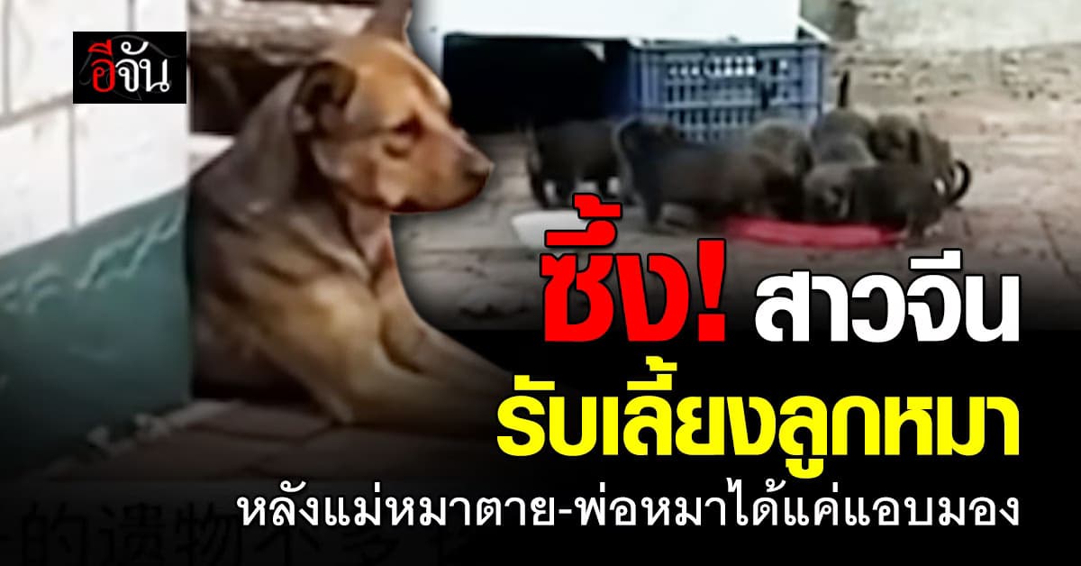 สาวจีน เจอเเม่หมาจรตาย พร้อมทิ้งลูก ๆ ไว้ สงสารเลยรับเลี้ยงไว้  