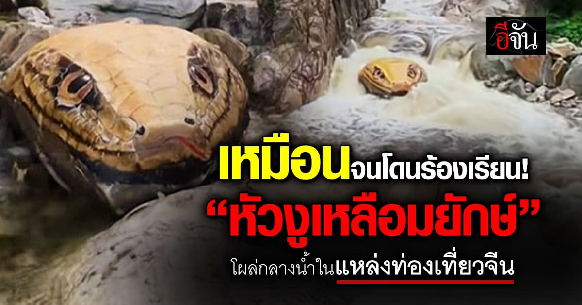 เหมือนจนโดนร้องเรียน! “หัวงูเหลือมยักษ์” โผล่กลางน้ำ ในแหล่งท่องเที่ยวจีน 